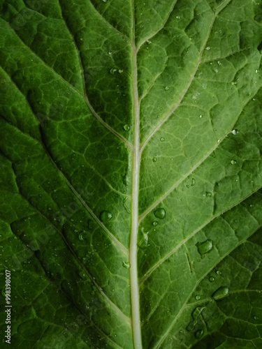 couve , Brassica oleracea leaf with water drops texture