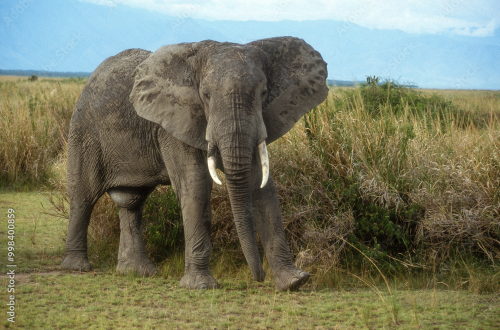 Fototapeta premium Eléphant d'Afrique, Loxodonta africana,. Parc national de la Rwindi, République Démocratique du Congo