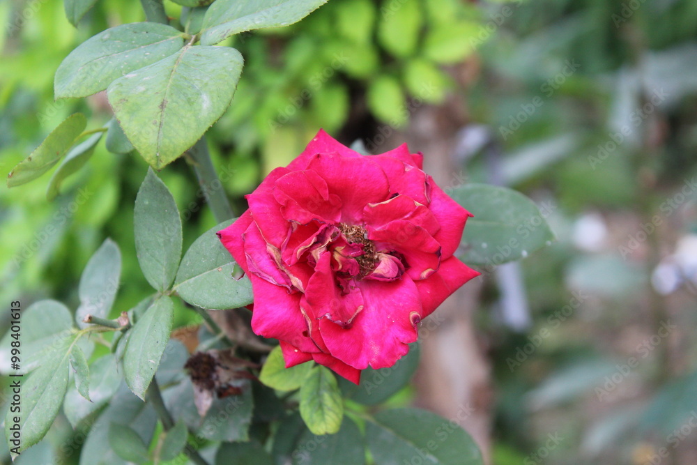 Beautiful summer Garden Rose blooming in a garden. Beautiful summer Garden Rose blooming in a garden.