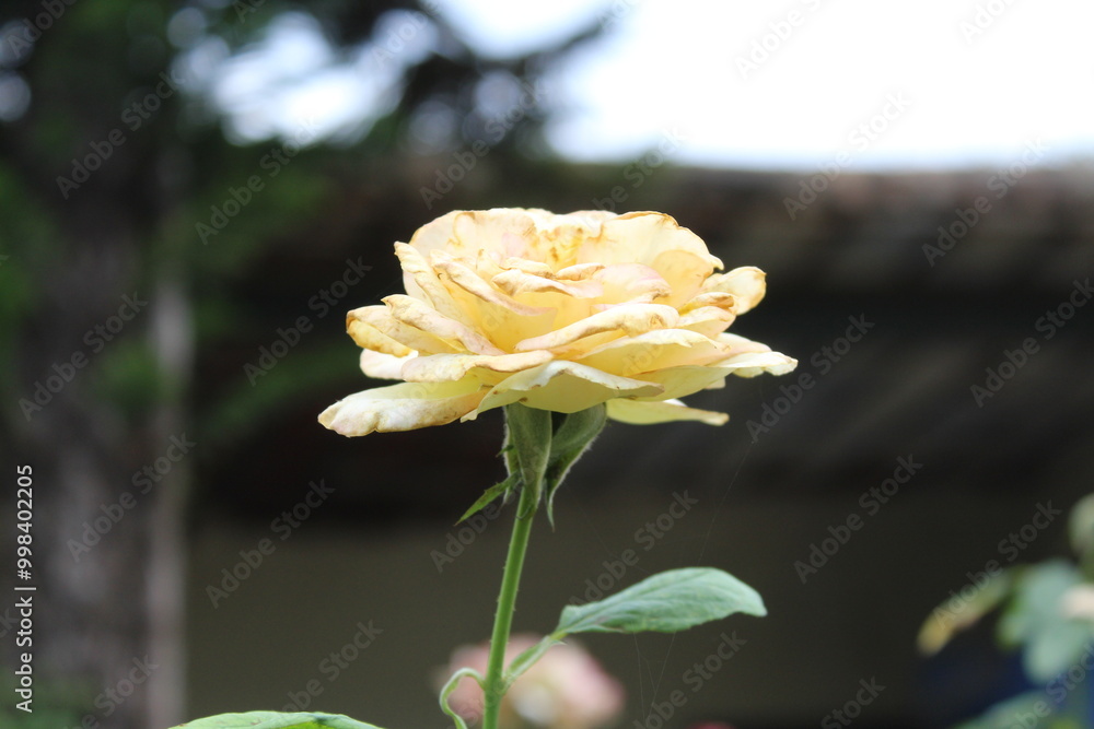Beautiful summer Garden Rose blooming in a garden. Beautiful summer Garden Rose blooming in a garden.
