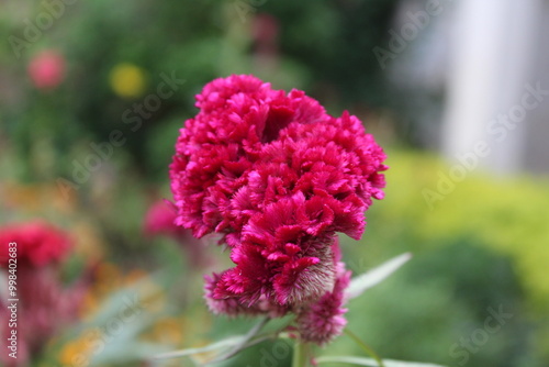 Celosia argentea, Silver cock's comb or cockscomb