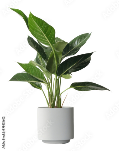 PNG Houseplant leaf vase freshness.