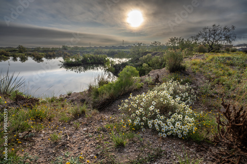 The morning sun illuminates the wildflowers and local pond, part of the Odessa Mountain Bike Park with bushes and houses in the background under hazy sky, Permian Basin, Odessa, Texas