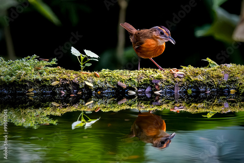 Fotografie Pellorneum capistratum - Javan Black-capped Babbler