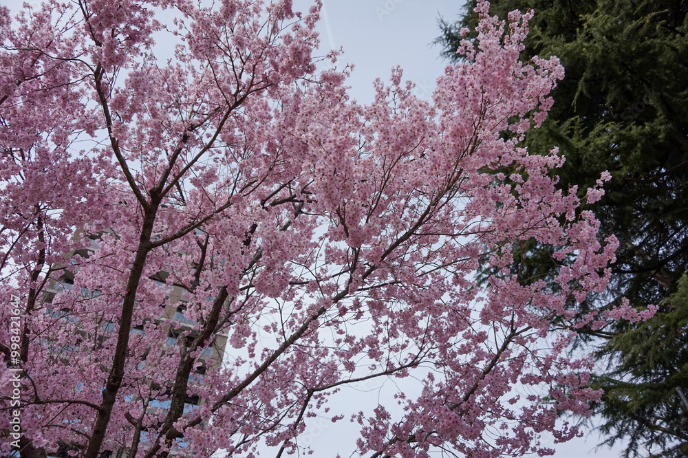 Pink Sakura blossom flowers of Japanese cherry tree on blue sky background in the Park. Pink cherry flowers in spring bloom. Pink Sakura blossom flowers of Japanese cherry tree on blue sky background in the Park. Pink cherry flowers in spring bloom.