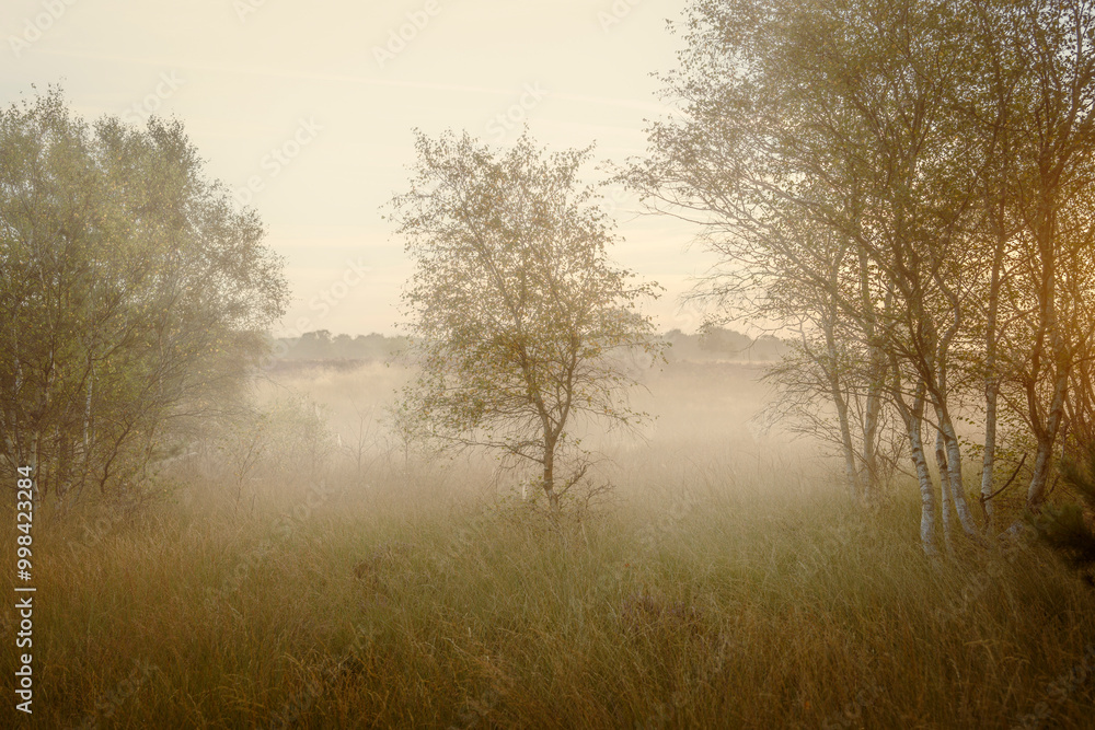 Westleton Silver Birch in the Mist Westleton Silver Birch in the Mist