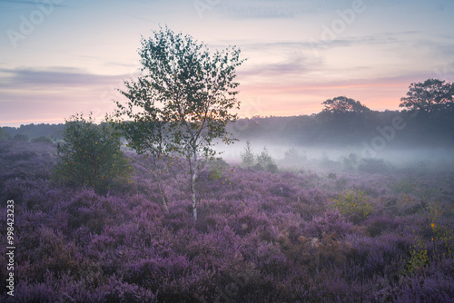 Foto Westleton Heath Sunrise