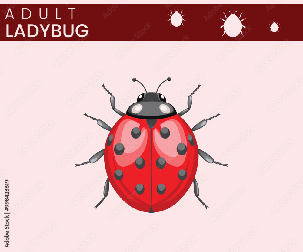 Ladybug Beneficial Beetle with Bright Colors and Natural Pest Control Abilities Ladybug Beneficial Beetle with Bright Colors and Natural Pest Control Abilities