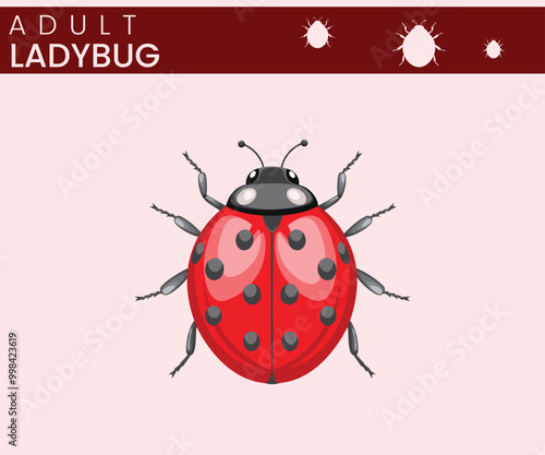 Ladybug Beneficial Beetle with Bright Colors and Natural Pest Control Abilities