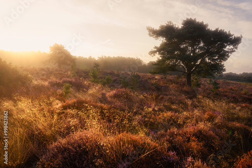 Fototapeta Westleton Illumination