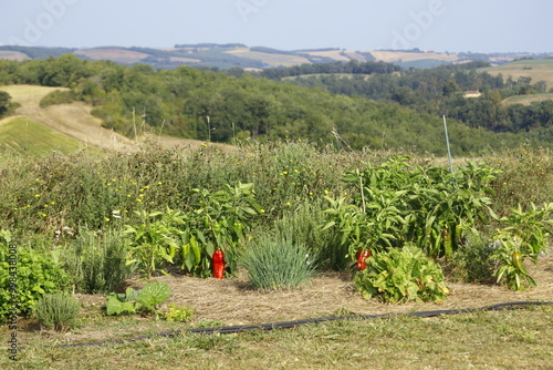 Vue panoramique sur un potager en pleine campagne avec des plan de poivron rouge doux d'Espagne et des herbes aromatiques de ciboulette, d'oseille , de thym et de romarin en été