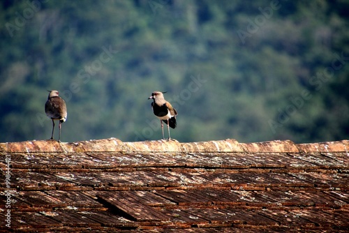 ave quero quero - Vanellus chilensis  photo