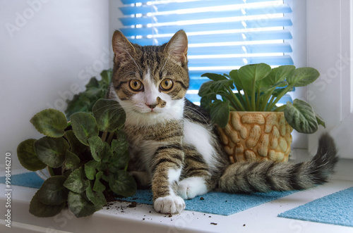 The cat knocked over a flower pot. A pet (cat) on the windowsill photo