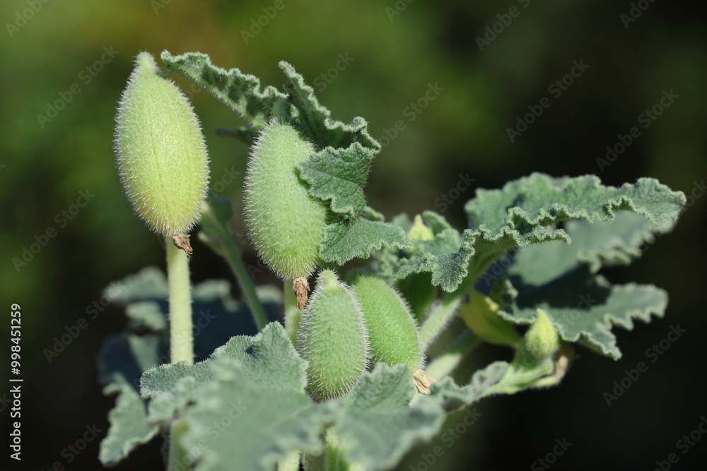 fruits, leaves and flower of ecballium elaterium fruits, leaves and flower of ecballium elaterium