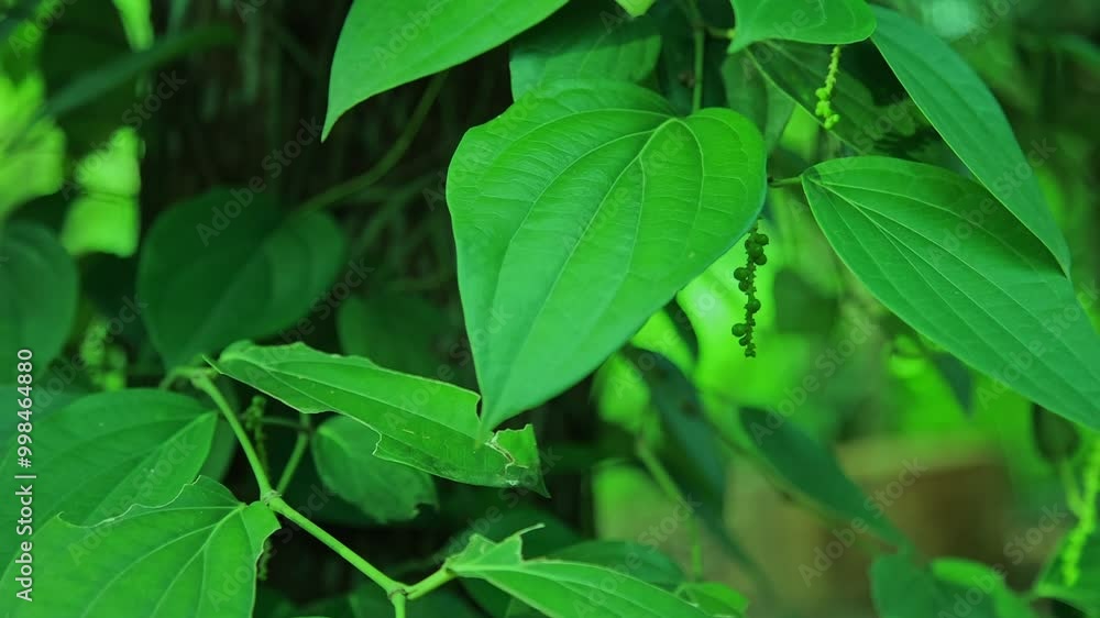 Piper nigrum, Black Pepper, Kerala spice, most traded spice in the world, Indian , Asian, Green color, climber plant, Piper nigrum, Black Pepper, Kerala spice, most traded spice in the world, Indian , Asian, Green color, climber plant,