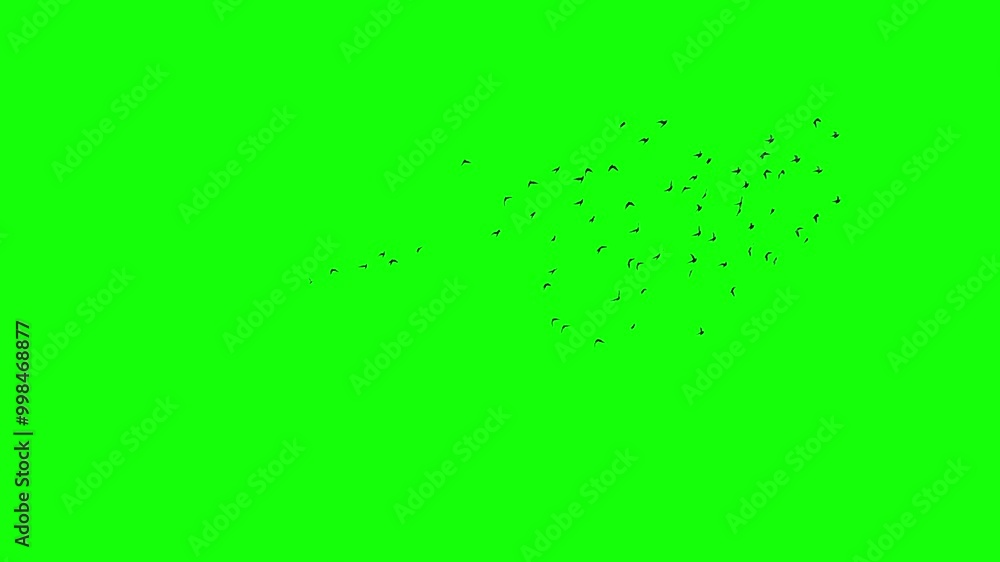 A flock of black birds flying freely chaotical, a group of pigeons chroma key green screen. Silhouettes of Migrating Birds in motion far in the sky. Sparrows or Swallows. For compositing VFX