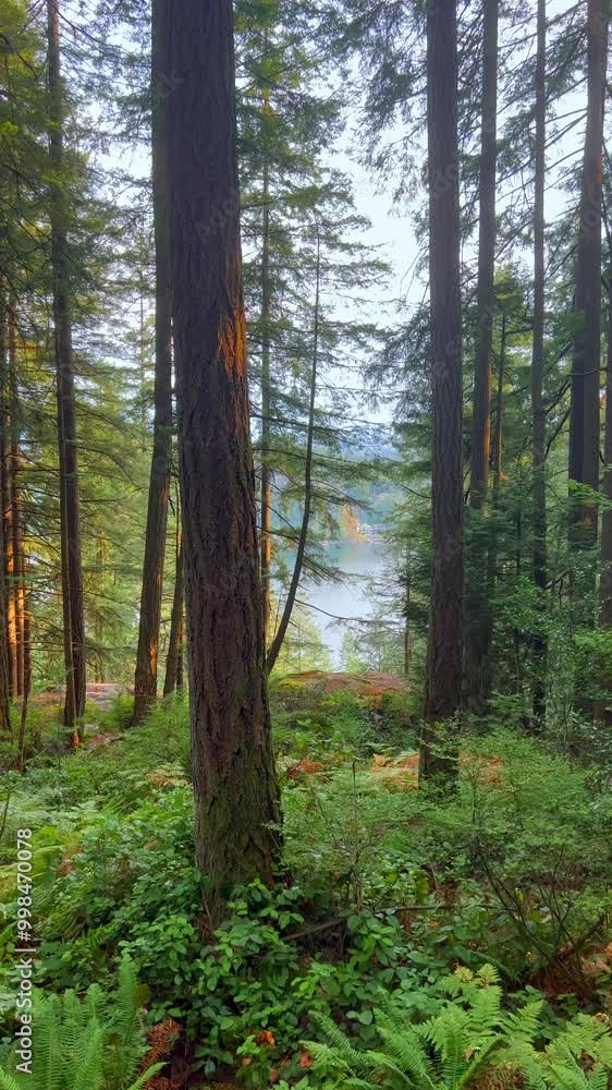 Moving through the lush green forest. Stunning Canadian nature. Moving through the lush green forest. Stunning Canadian nature.