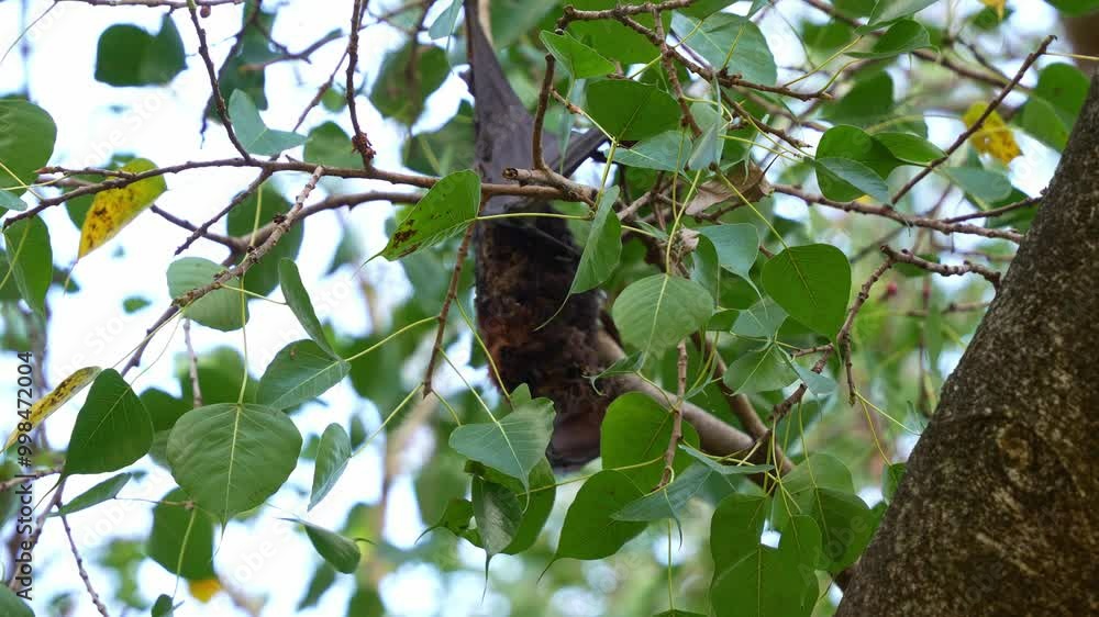 A deceased flying fox hanging upside down from a tree branch in a forested area, slowly decaying in the nature. A deceased flying fox hanging upside down from a tree branch in a forested area, slowly decaying in the nature.