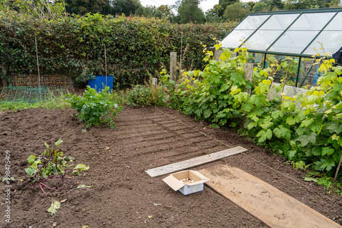 Planting organic winter onions at the allotment in Autumn or Fall. Grow your own concept.