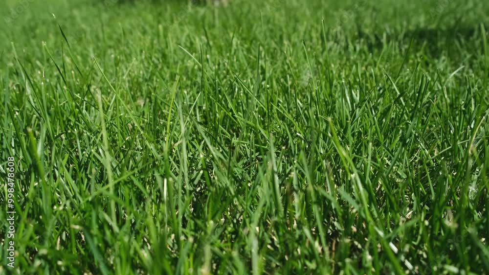 Closeup fresh bright green grass on the lawn in sunny weather on street in park or courtyard. City urban area. Landscaping of small town in summer time. Decorating outdoor with natural plants. Closeup fresh bright green grass on the lawn in sunny weather on street in park or courtyard. City urban area. Landscaping of small town in summer time. Decorating outdoor with natural plants.