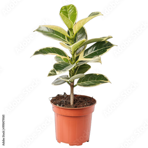 plant in a pot on transparent background png