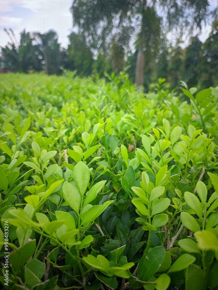 Fototapeta premium green tea leaves