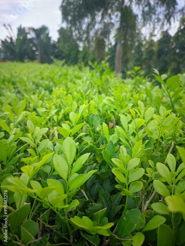green tea leaves