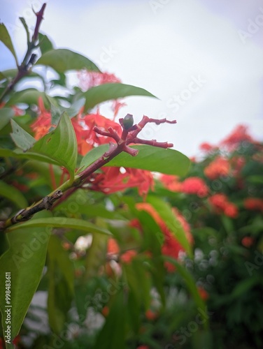 red and yellow flowers