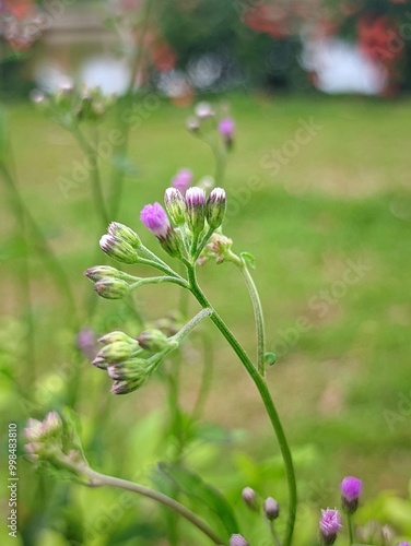 pink flower in the garden