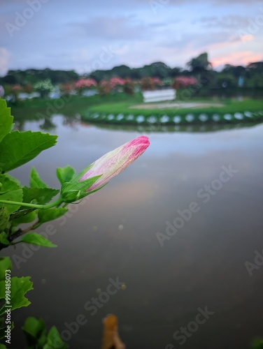 lilies on the lake