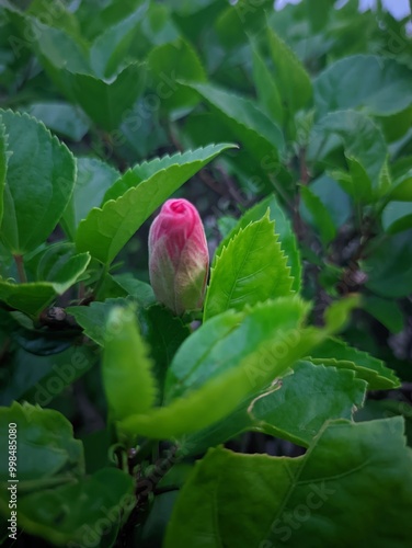 red rose in the garden
