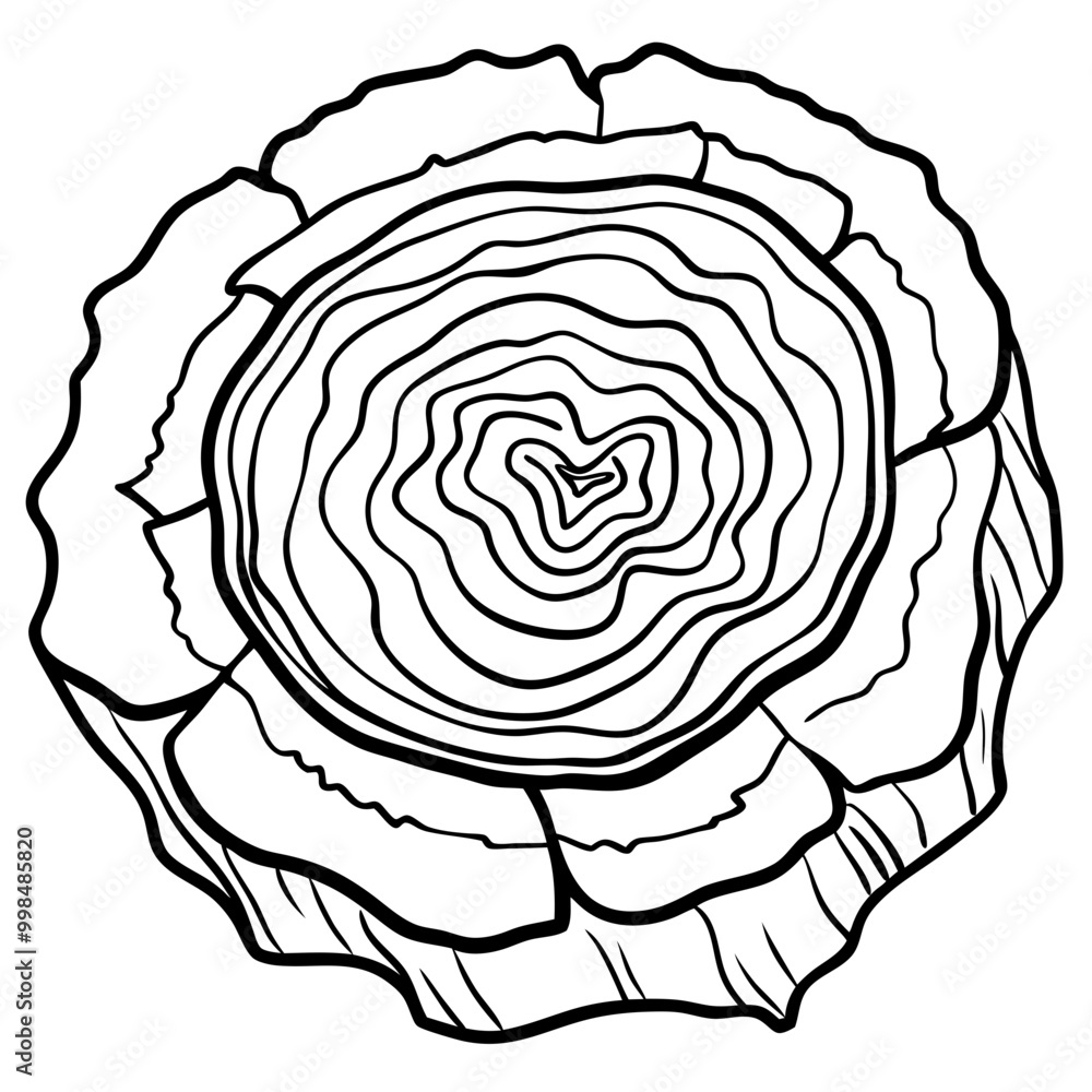 wooden cross section drawing
wooden cross section drawing