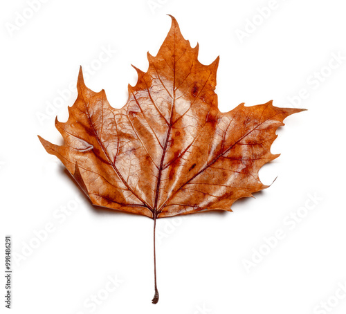 autumn leaf isolated, png file