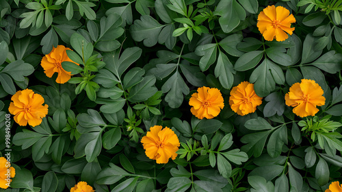 A vibrant pattern of orange flowers blooming amidst lush green foliage.  A natural, organic background.