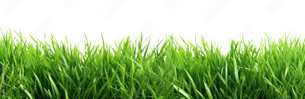 PNG Green grass field vegetation outdoors plant. PNG Green grass field vegetation outdoors plant.