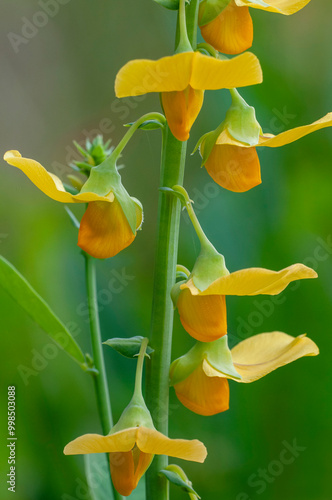 Quadro em tela A macro image of the bright yellow flowers of Showy rattlebox, Showy crotalaria, cascading down the stem