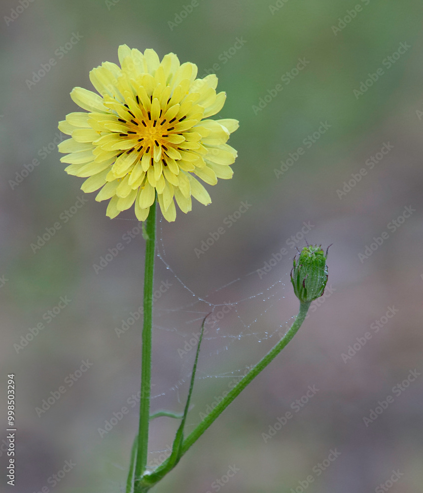 A macro image of the light yellow dandelion like flower of Carolina desert-chicory, Pyrrhopappus carolinianus, on a soft blurred background. A spider web with dew is visible on the plant. A macro image of the light yellow dandelion like flower of Carolina desert-chicory, Pyrrhopappus carolinianus, on a soft blurred background. A spider web with dew is visible on the plant.