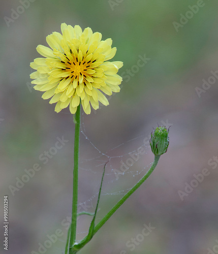 A macro image of the light yellow dandelion like flower of Carolina desert-chicory, Pyrrhopappus carolinianus, on a soft blurred background. A spider web with dew is visible on the plant.