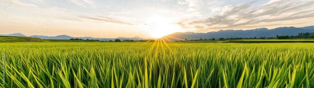 Panoramic view of rice terrace with mountains and sky Panoramic view of rice terrace with mountains and sky