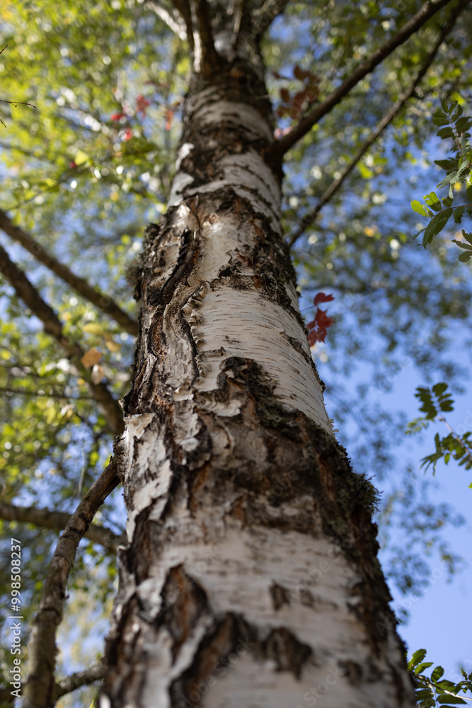 Upward view of a birch tree trunk, showing its textured bark against a blue sky. The photo highlights the strength and beauty of nature from a unique perspective. Upward view of a birch tree trunk, showing its textured bark against a blue sky. The photo highlights the strength and beauty of nature from a unique perspective.