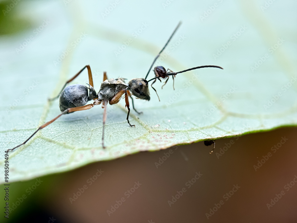 Close up of weaver ant (Polyrhachis), macro shot of weaver ant in the leaves Close up of weaver ant (Polyrhachis), macro shot of weaver ant in the leaves
