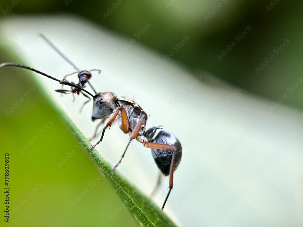 Close up of weaver ant (Polyrhachis), macro shot of weaver ant in the leaves Close up of weaver ant (Polyrhachis), macro shot of weaver ant in the leaves