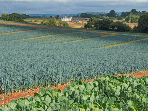 Rural landscape dominated by an organic leek crop ( Allium ampeloprasum ) in a Devon field in late summer in UK. Leeks can be grown all year round in the area