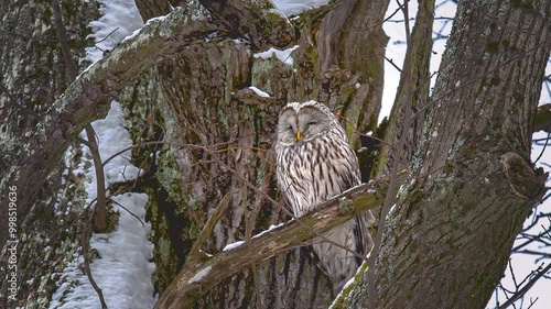 A light breeze woke up an owl sleeping on a branch, on a cool winter day.