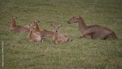 An adult doe rests with her cubs and lies on the grass.
 photo