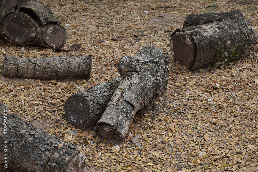 A dry log on the ground with dry leaves, Firewood, A dry log on the ground with dry leaves, Firewood,