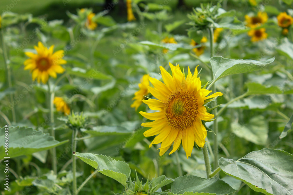 Fototapeta premium ひまわり