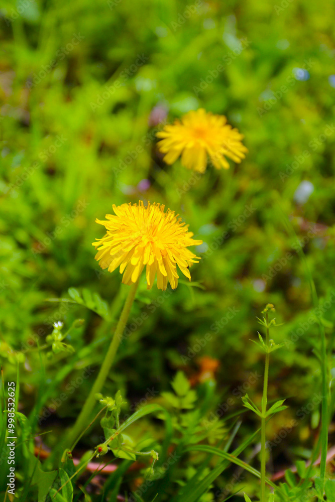 タンポポの花 タンポポの花