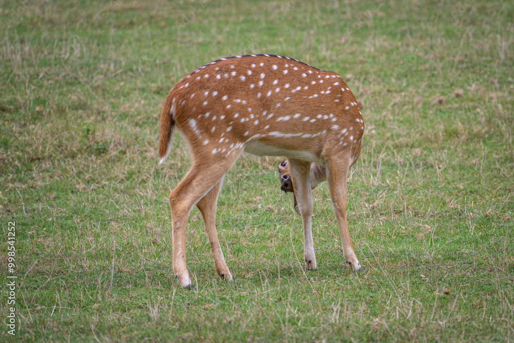 The sika doe cleans itself.
The sika doe cleans itself.