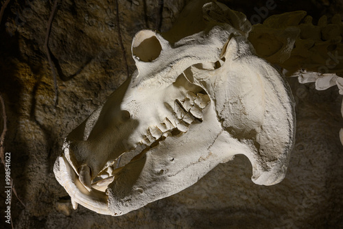 Side view of a hippopotamus skull. 